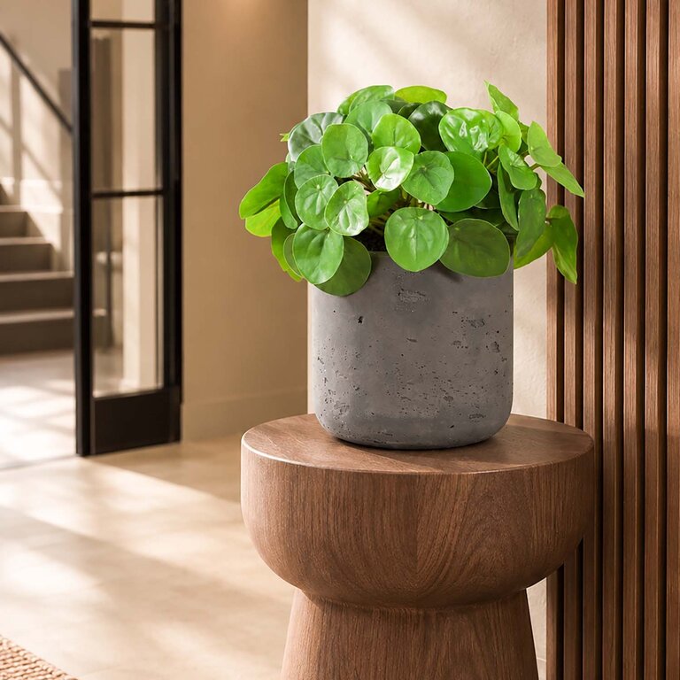 Kunstplant Mini Pilea met groene bladeren is een kleine kunstplant opgemaakt in pot Charlie in de kleur antraciet met een natuurgetrouwe uitstraling en een hoogte van 20 cm.
