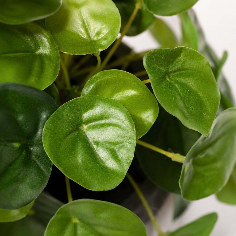 Kunstplant Mini Pilea met groene bladeren is een kleine kunstplant opgemaakt in pot Charlie in de kleur antraciet met een natuurgetrouwe uitstraling en een hoogte van 20 cm.