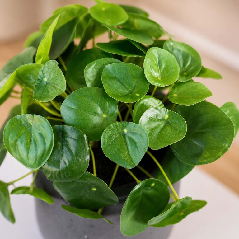 Kunstplant Mini Pilea met groene bladeren is een kleine kunstplant opgemaakt in pot Charlie in de kleur antraciet met een natuurgetrouwe uitstraling en een hoogte van 20 cm.