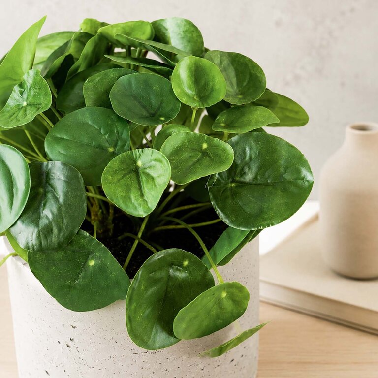Kunstplant Mini Pilea met groene bladeren is een kleine kunstplant opgemaakt in pot Charlie in de kleur lichtgrijs met een natuurgetrouwe uitstraling en een hoogte van 20 cm.