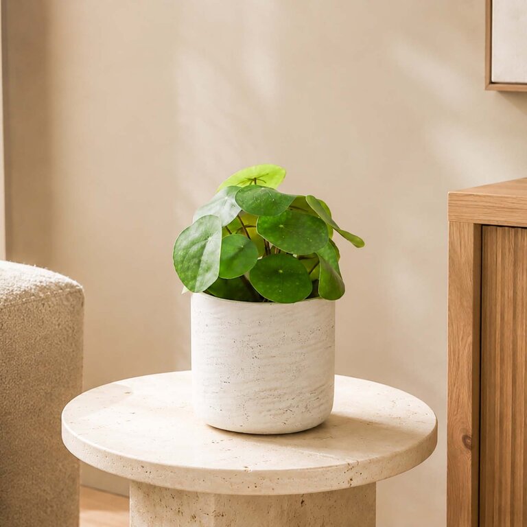 Kunstplant steker Pilea met groene bladeren is een steekplant met een natuurgetrouwe uitstraling en een hoogte van 22 cm.