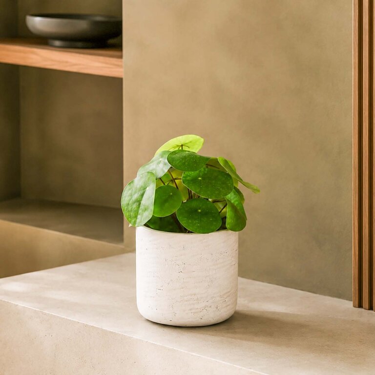 Kunstplant steker Pilea met groene bladeren is een steekplant met een natuurgetrouwe uitstraling en een hoogte van 22 cm.