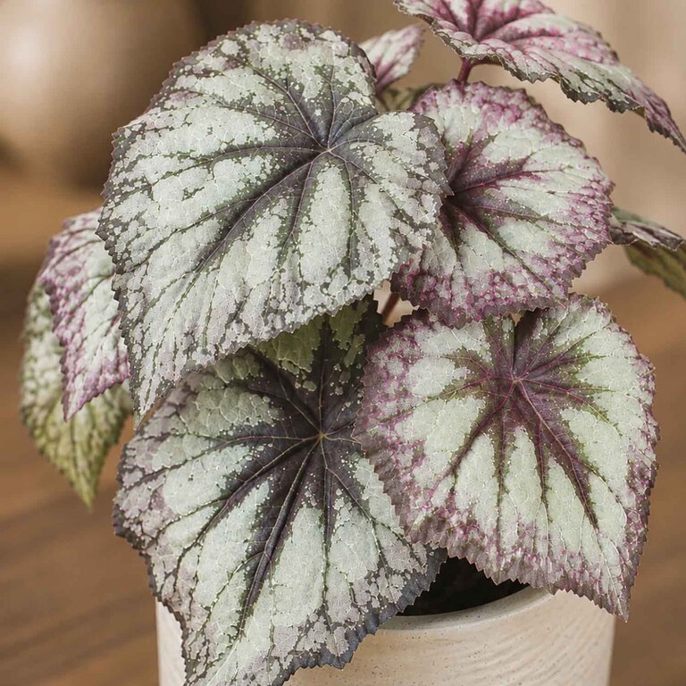 Kunstplant steker Begonia met groenzwarte bladeren is een steekplant met een natuurgetrouwe uitstraling en een hoogte van 25 cm.