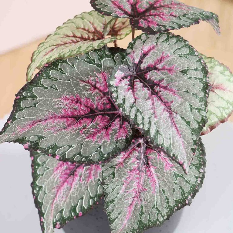 Kunstplant steker Begonia met groenroze bladeren is een steekplant met een natuurgetrouwe uitstraling en een hoogte van 25 cm.