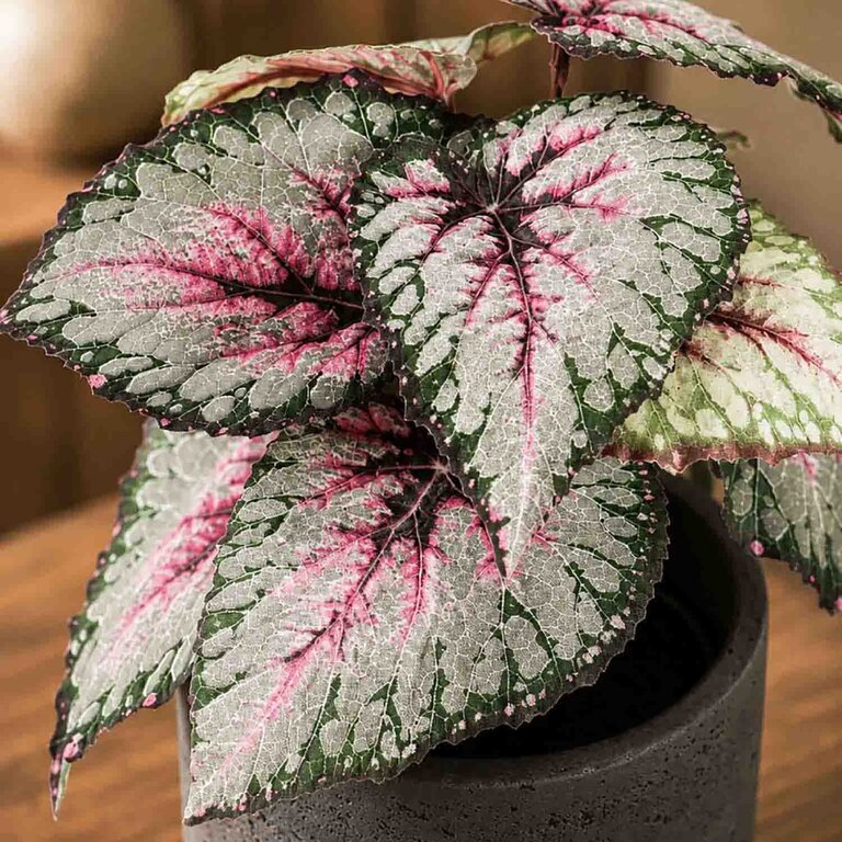 Kunstplant steker Begonia met groenroze bladeren is een steekplant met een natuurgetrouwe uitstraling en een hoogte van 25 cm.