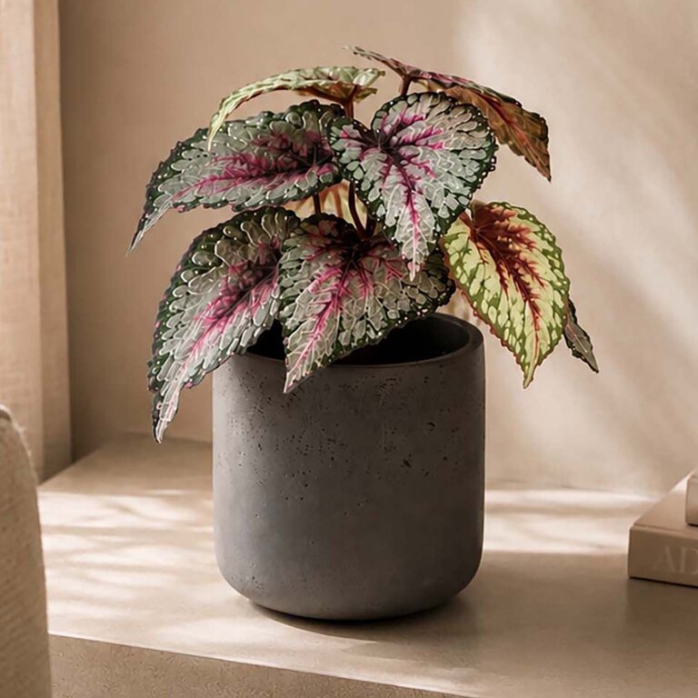 Kunstplant steker Begonia met groenroze bladeren is een steekplant met een natuurgetrouwe uitstraling en een hoogte van 25 cm.