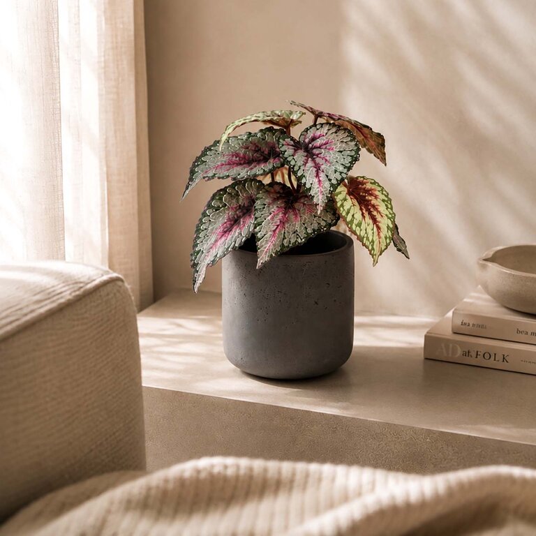 Kunstplant steker Begonia met groenroze bladeren is een steekplant met een natuurgetrouwe uitstraling en een hoogte van 25 cm.