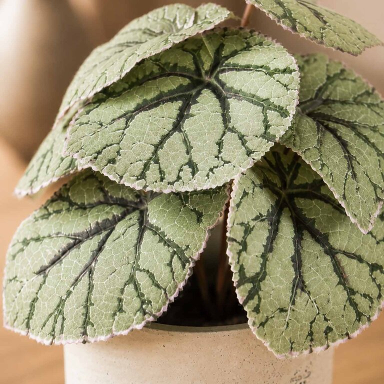 Kunstplant steker Begonia met groengrijze bladeren is een steekplant met een natuurgetrouwe uitstraling en een hoogte van 25 cm.