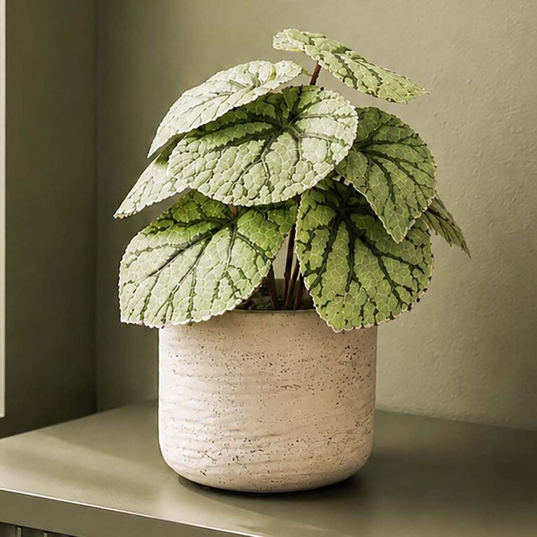 Kunstplant steker Begonia met groengrijze bladeren is een steekplant met een natuurgetrouwe uitstraling en een hoogte van 25 cm.