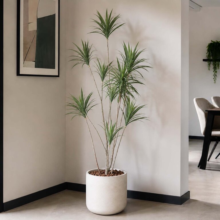 Kunstplant Dracaena met groene bladeren is een grote kunstplant in binnenpot met een natuurgetrouwe uitstraling en een hoogte van 180 cm.