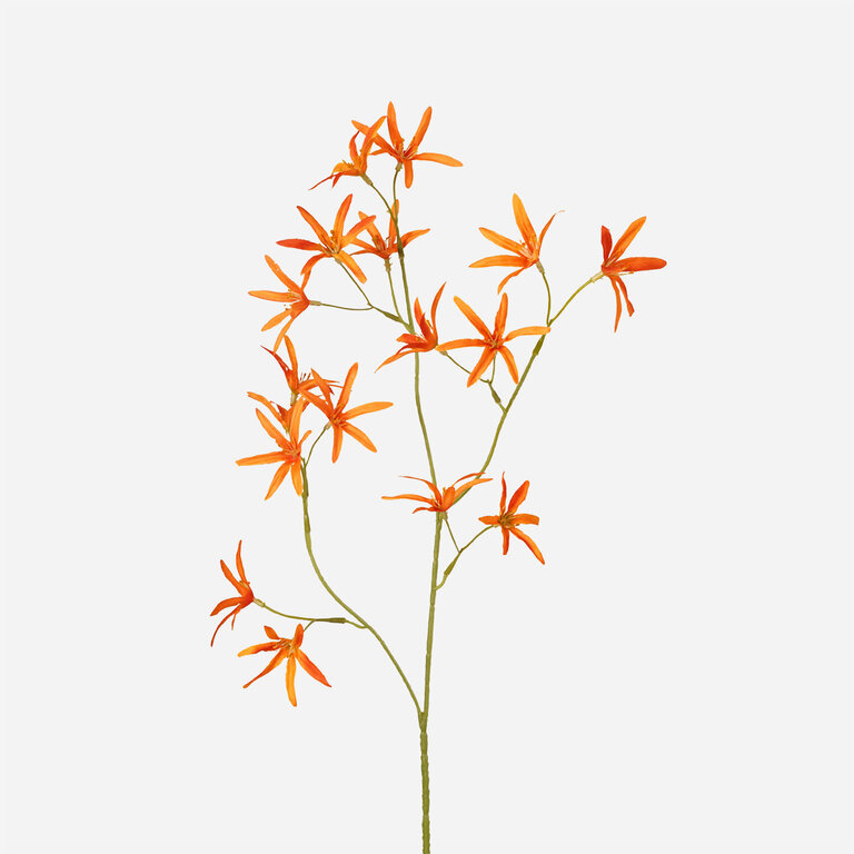 Kunststeel Tweedia met oranje zijden bloemen is een kunststeel met een natuurgetrouwe uitstraling en een lengte van 70 cm.
