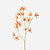 FloraWorks Kunstbloem Tweedia oranje (70 cm)