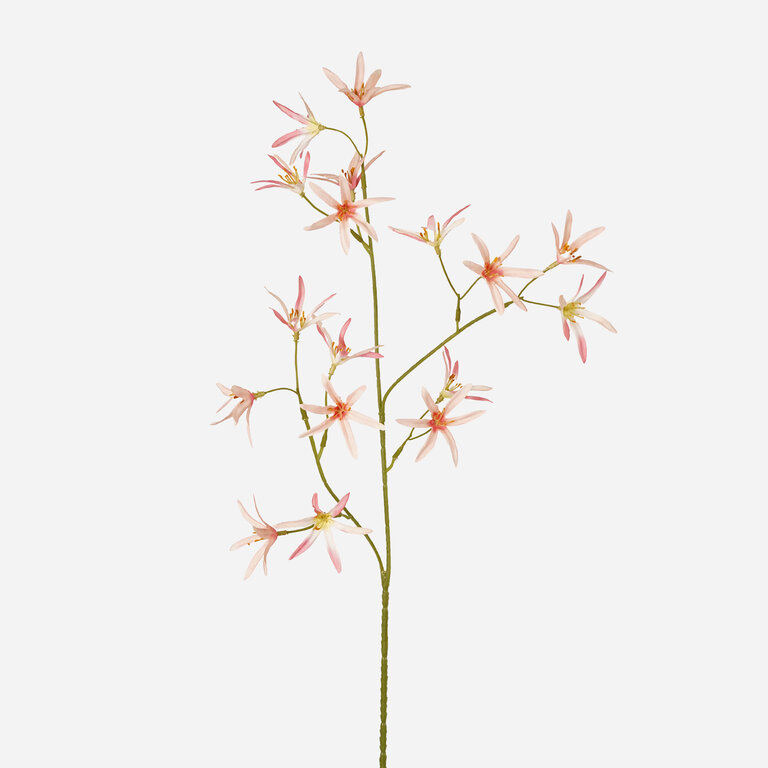Kunststeel Tweedia met lichtroze zijden bloemen is een kunststeel met een natuurgetrouwe uitstraling en een lengte van 70 cm.