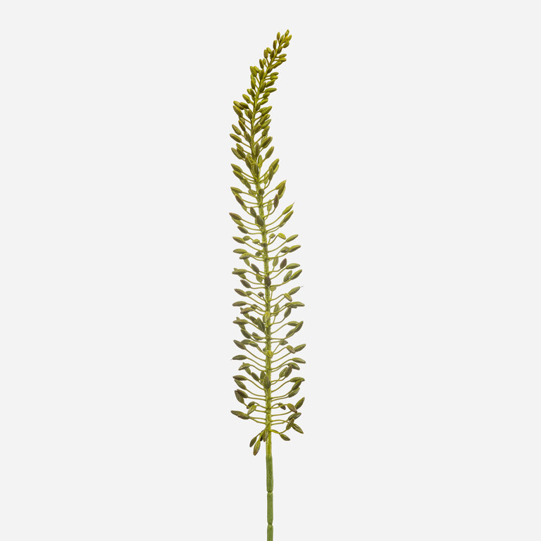 Kunststeel Eremurus met groene bloemknoppen is een kunststeel met een natuurgetrouwe uitstraling en een lengte van 105 cm.