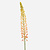 FloraWorks Kunstbloem Eremurus zaadtak oranje (105 cm)