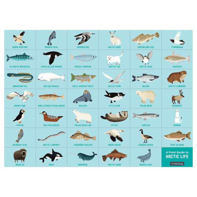 Mudpuppy Puzzle Suchen & Finden Arctic Life 64 Teile