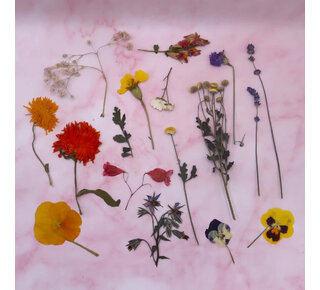 Eetbare Geperste Bloementuin met Steel (15 stuks)