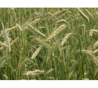 Bakzolder Roggemeel ( de Bakzolder )