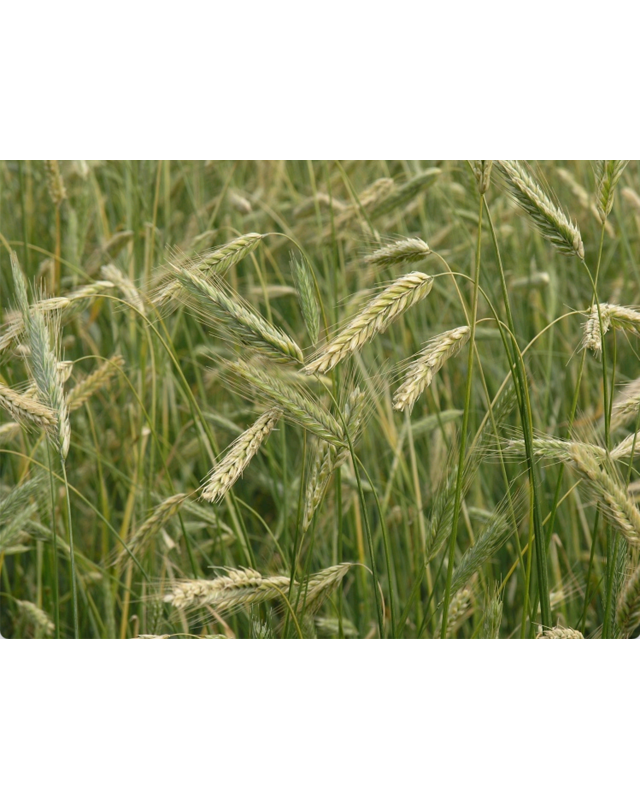 Bakzolder Roggemeel ( de Bakzolder )