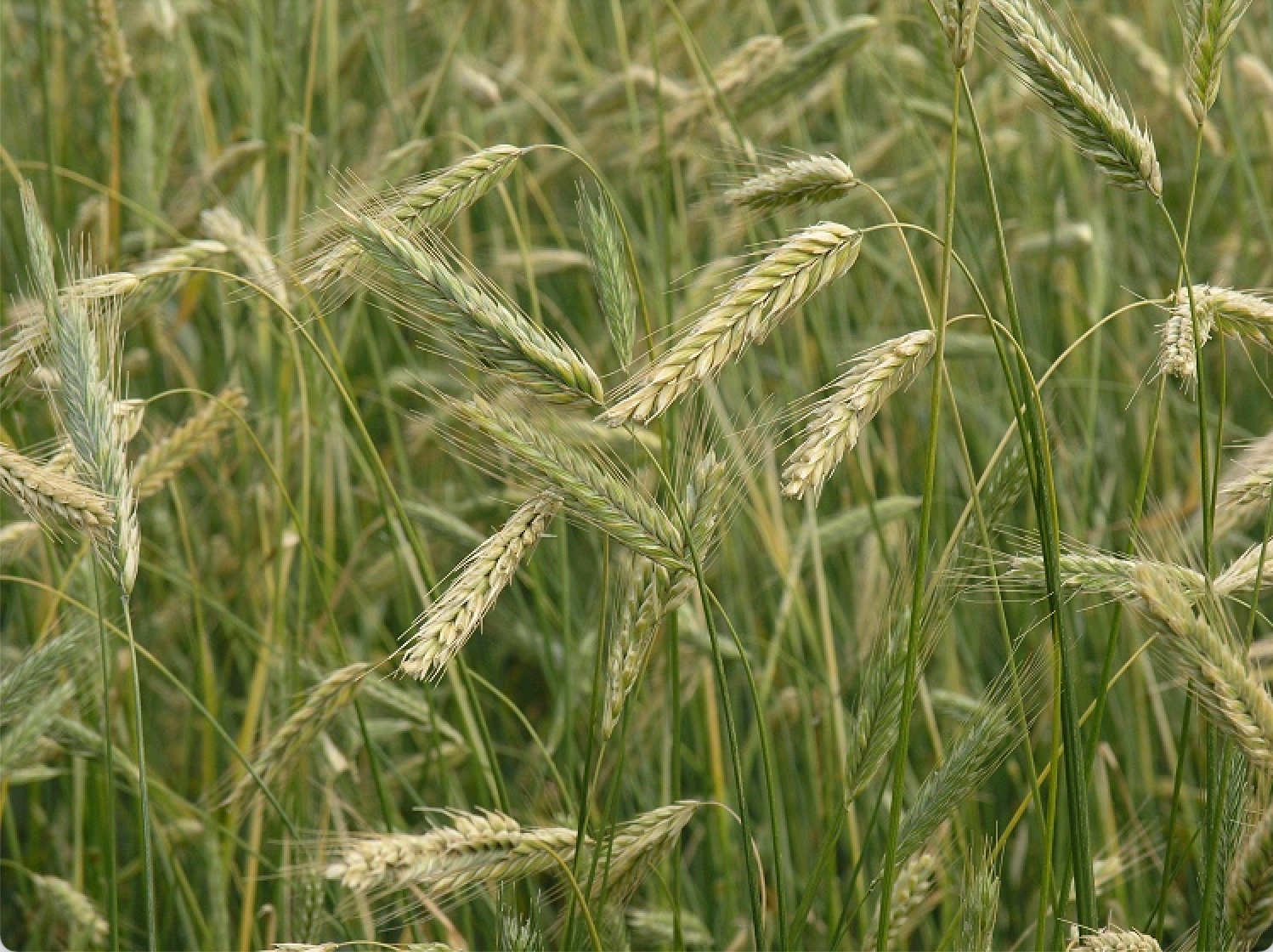 Bakzolder Roggemeel ( de Bakzolder )