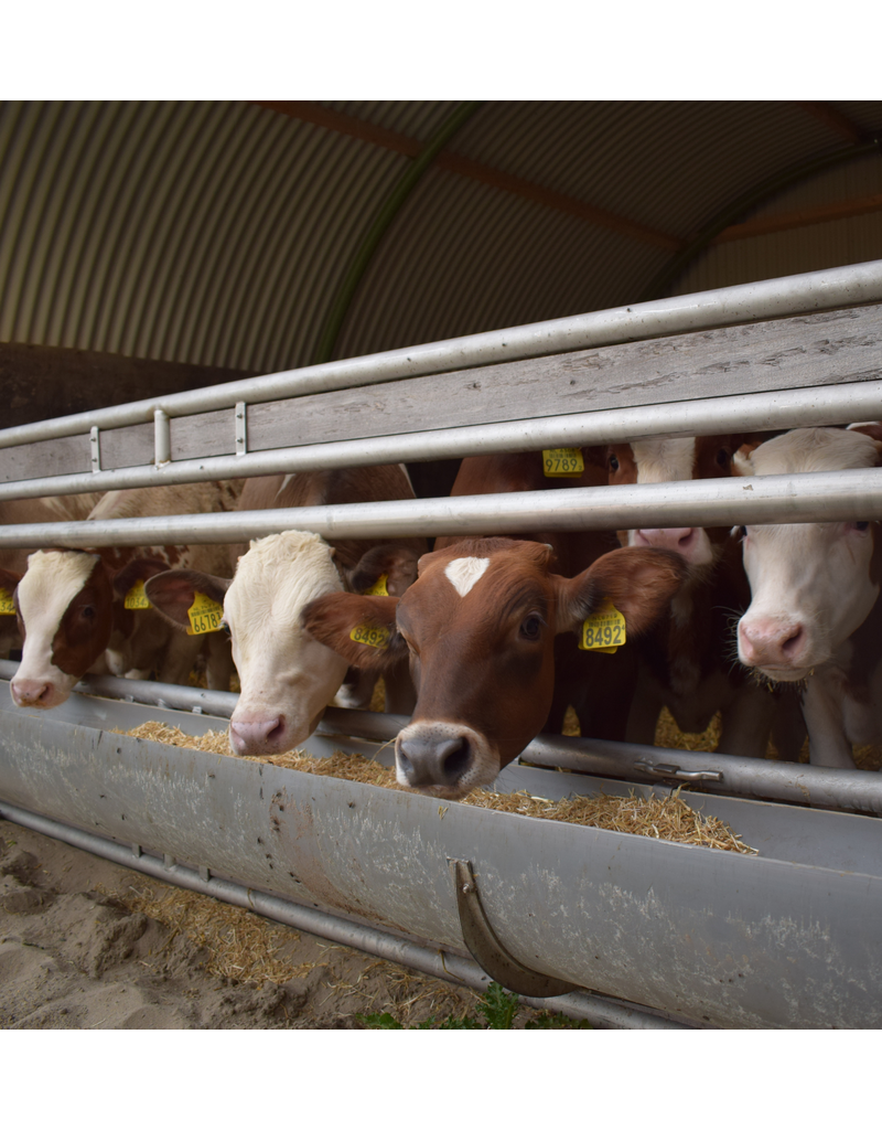 Dierenverblijf - Meerprijs stalen hekwerk