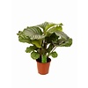 Calathea Living Plant