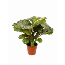 Calathea Living Plant