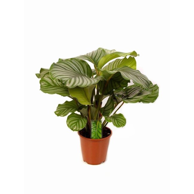 Calathea Living Plant