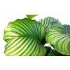 Calathea Living Plant