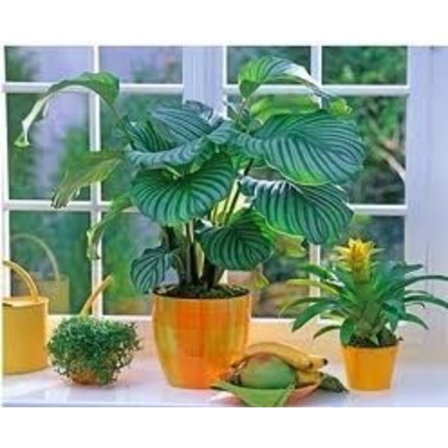 Calathea Living Plant