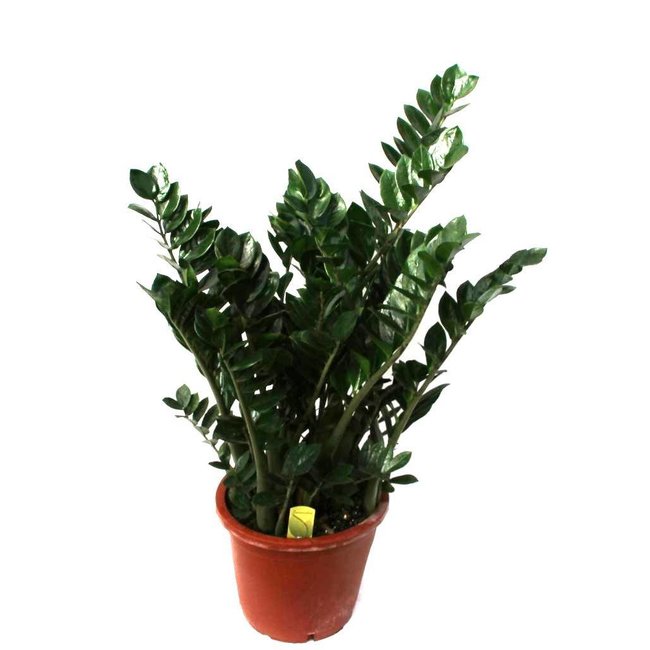 Zamioculcas Duinplant large