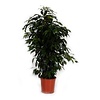 Ficus Benjamina