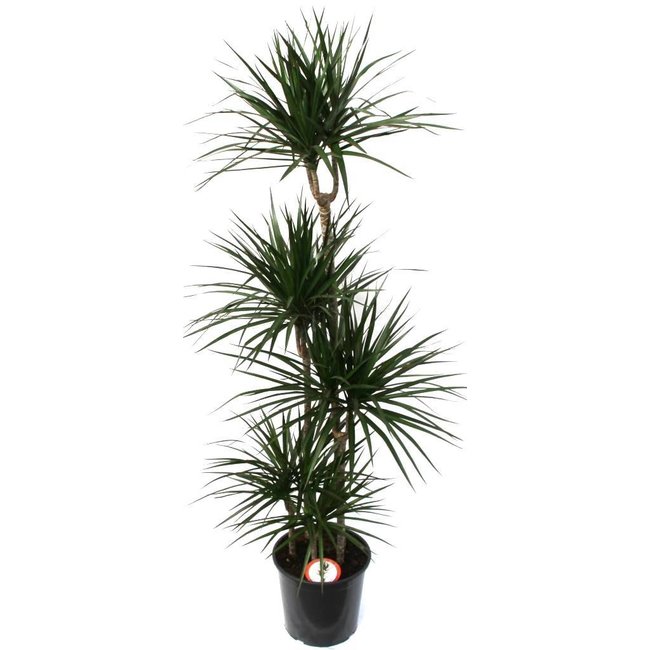 Dracaena Carroussel XL