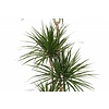 Dracaena Carroussel XL