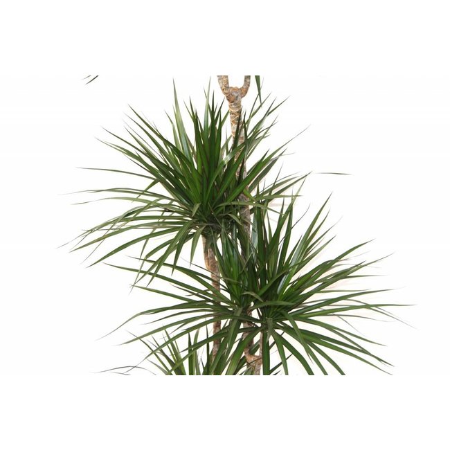 Dracaena Carroussel XL