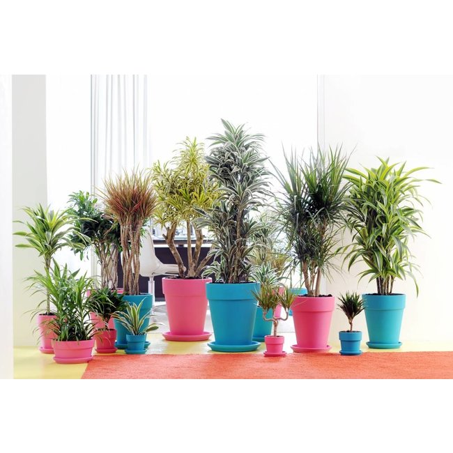 Dracaena Carroussel XL