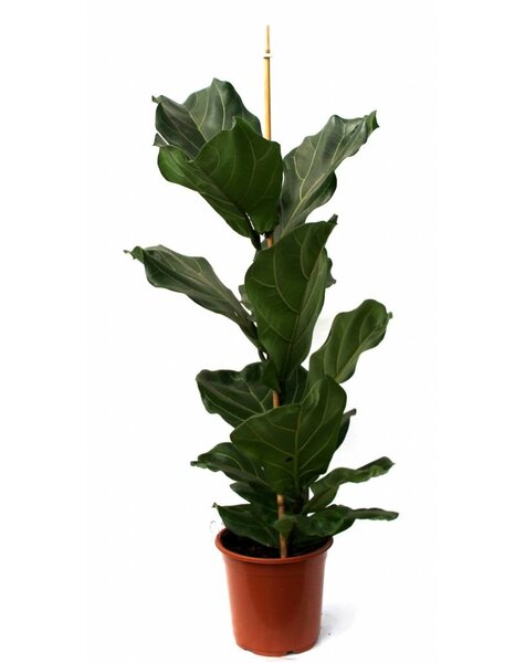 Ficus Vioolbladplant