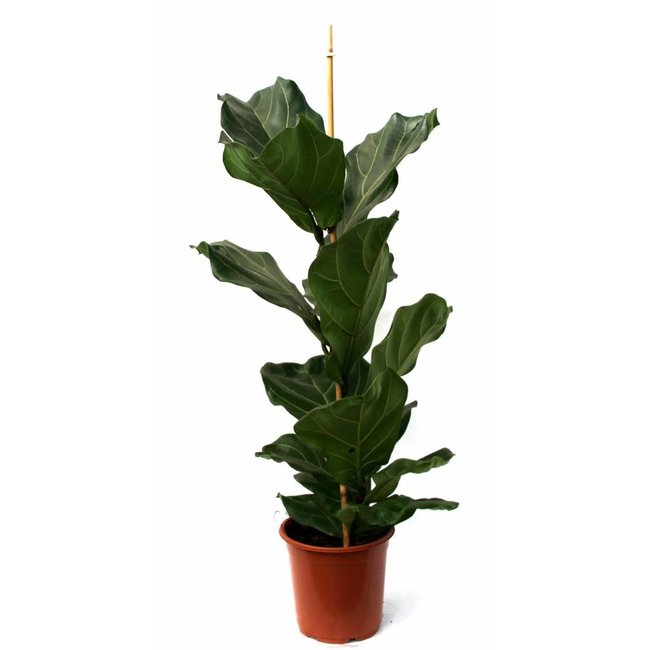 Ficus Vioolbladplant