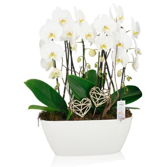 Orchidee Mooiste orchideeën online bestellen - Fleurdirect