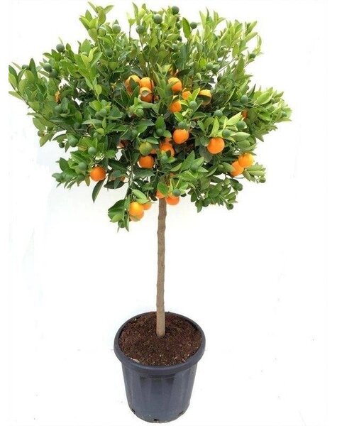 Appelsienboom XXL