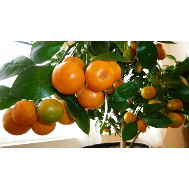 Appelsienboom XXL