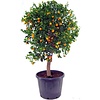 Appelsienboom XXXL