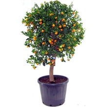 Appelsienboom XXXL