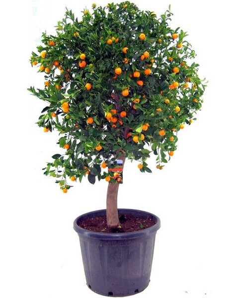 Appelsienboom XXXL