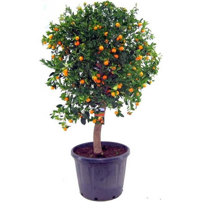 Appelsienboom XXXL