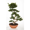 Ficus Bonsai S-vorm Large