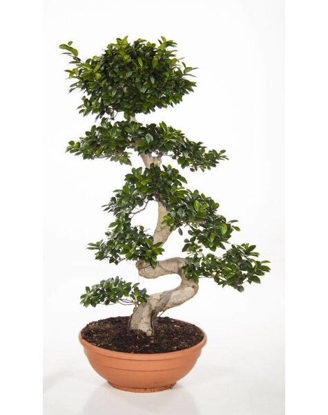 Ficus Bonsai S-vorm Large