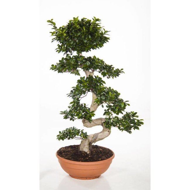 Ficus Bonsai S-vorm Large