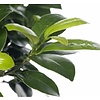 Ficus Bonsai S-vorm Large