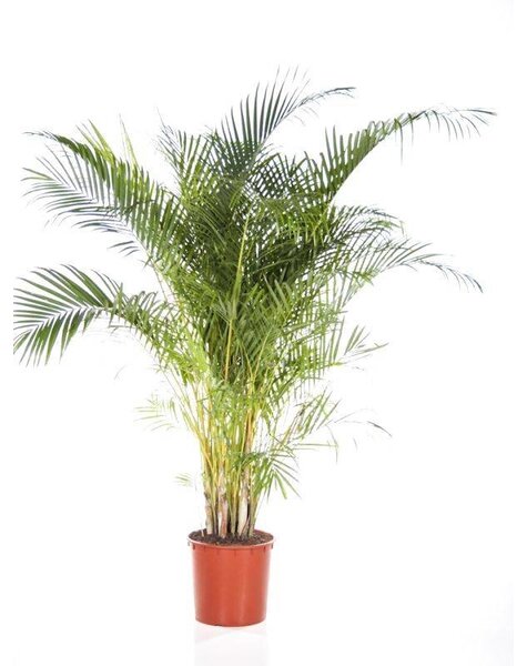 Goudpalm Areca XL